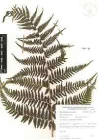 Macrothelypteris torresiana image
